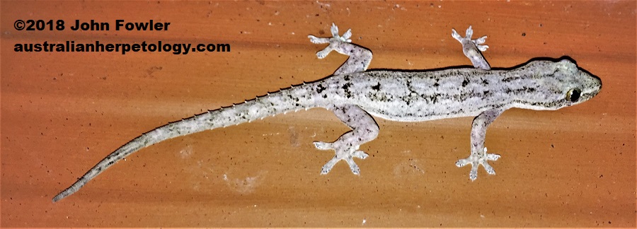 Asian House Gecko Hemidactylus frenatus